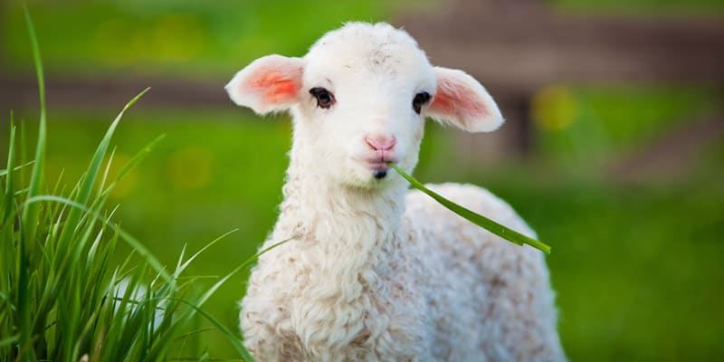 Tiere im Frühling